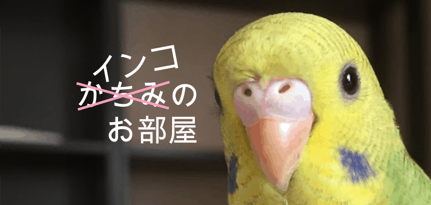 凡才経理の鳥祭り インコの魅力たっぷしお伝えします Planner プランナー クリエイティブの壺ツボ