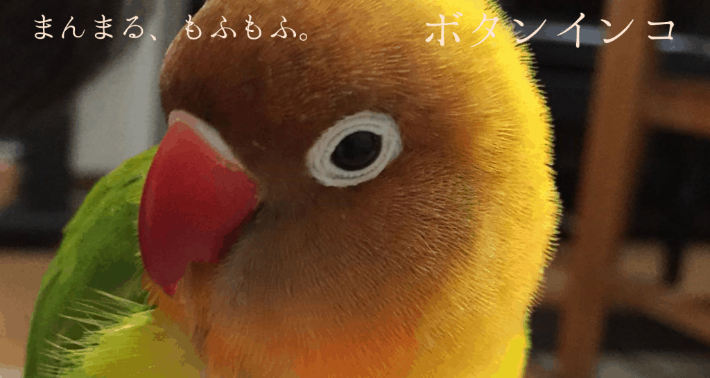 ボタンインコ