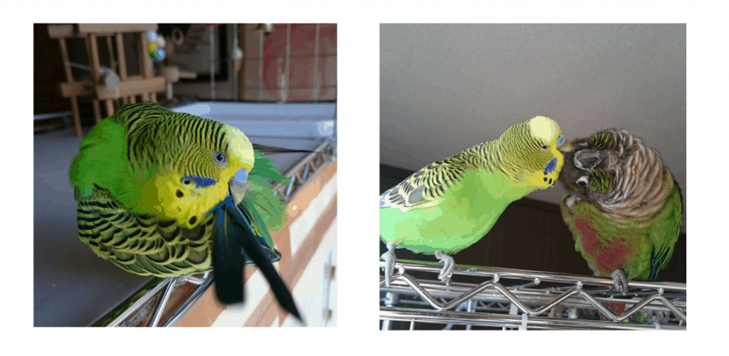 ジャンボセキセイインコ