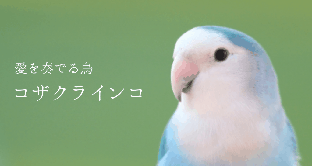 コザクラインコ