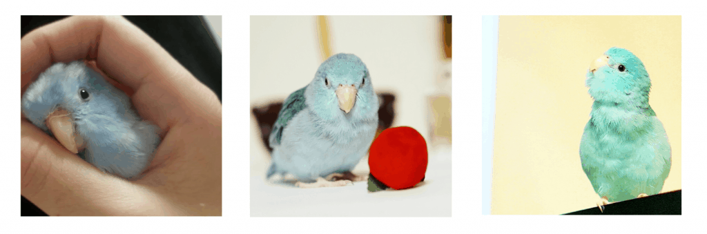 マメルリハインコ