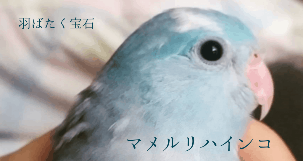 凡才経理の鳥祭り インコの魅力たっぷしお伝えします Planner プランナー クリエイティブの壺ツボ