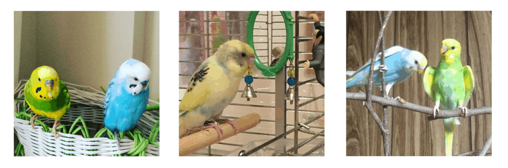 インコ　おすすめ