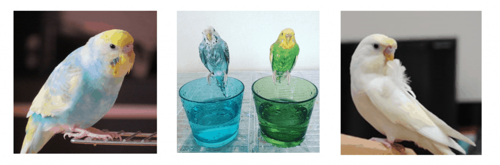 インコ　画像