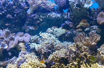 水族館へいこう！